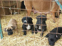 cuccioli cane corso